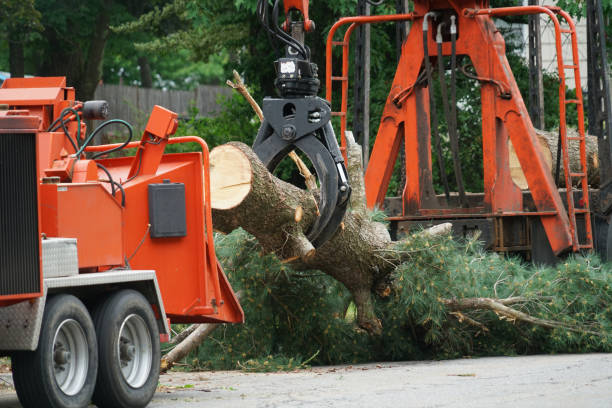 Best Tree Removal for Businesses  in Crownpoint, NM